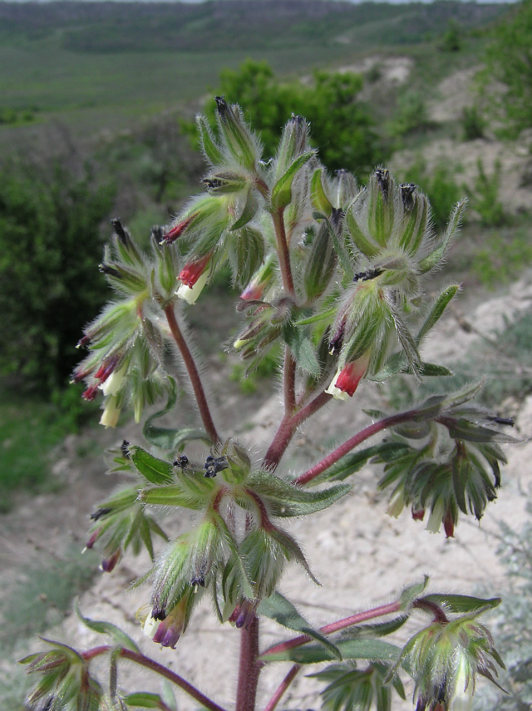 Image of Onosma iricolor specimen.