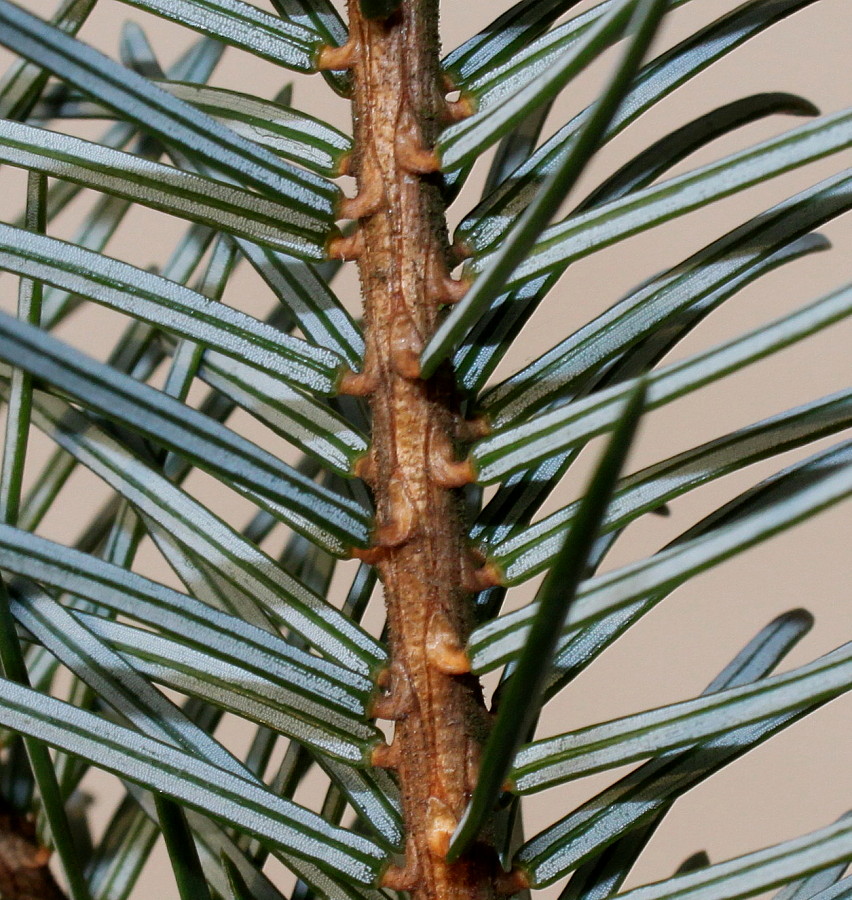 Изображение особи Picea omorika.