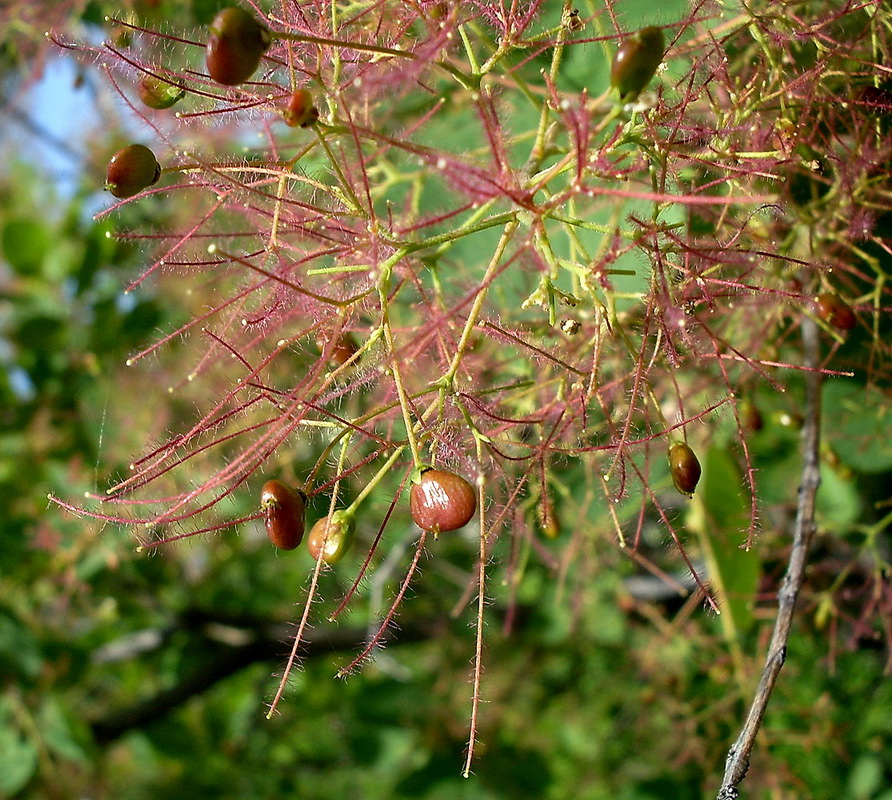 Image of Cotinus coggygria specimen.