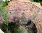Tamarix gallica. Цветущий куст. Испания, Каталония, Жирона, Тосса-де-Мар, верхняя часть города. 24.06.2012.