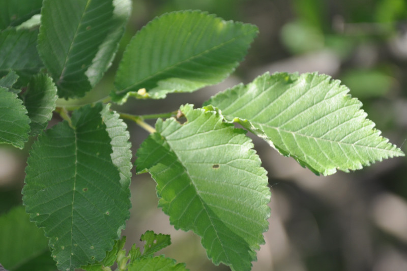 Изображение особи род Ulmus.