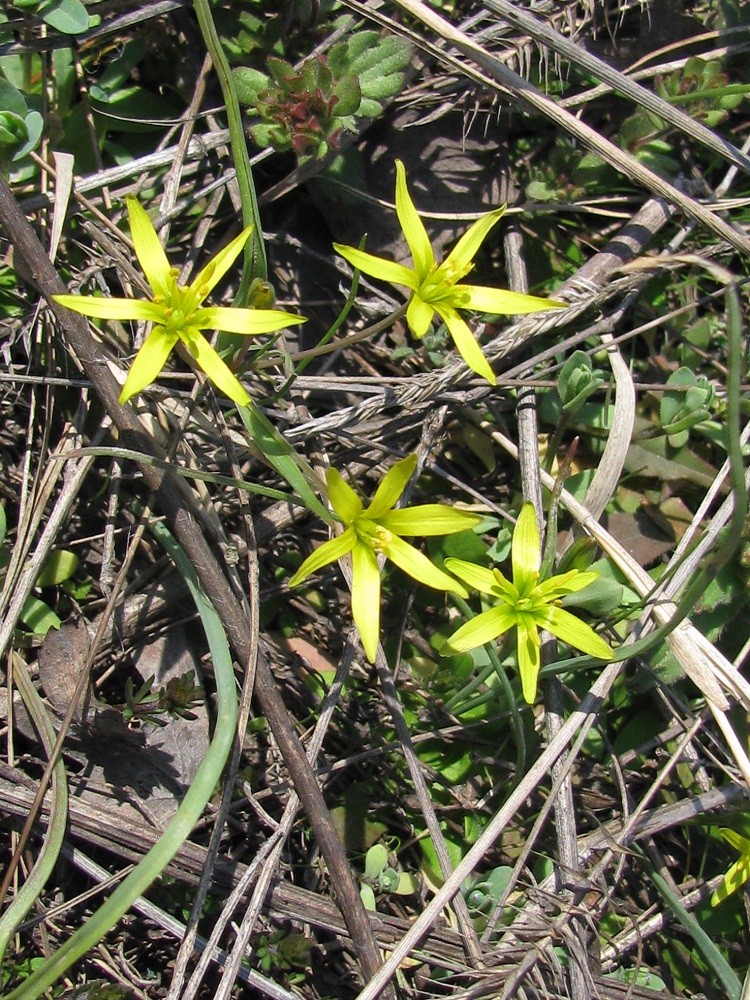 Image of genus Gagea specimen.