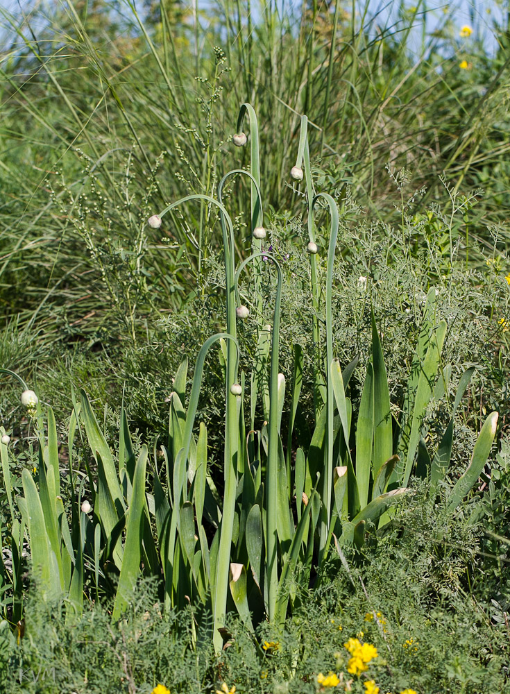 Image of Allium nutans specimen.