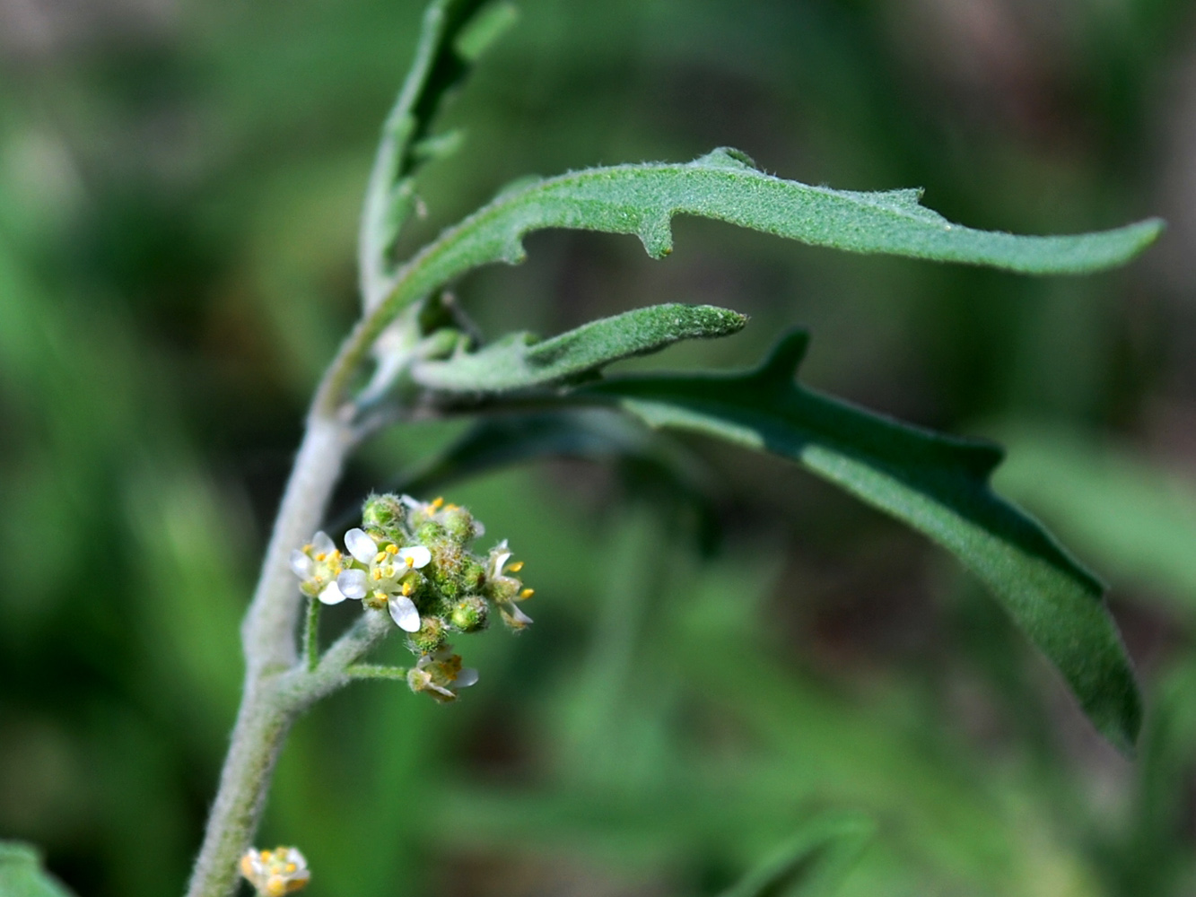 Image of Tetracme recurvata specimen.