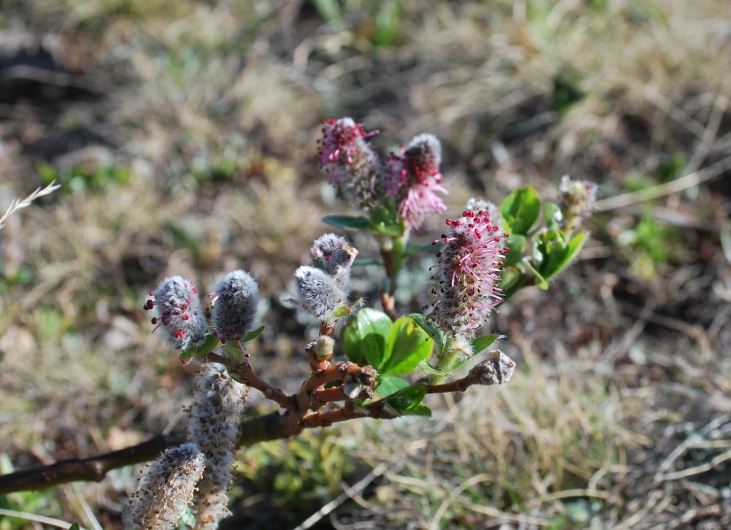 Image of Salix arctica specimen.