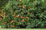 Saraca indica