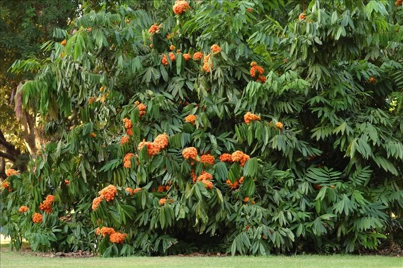 Изображение особи Saraca indica.