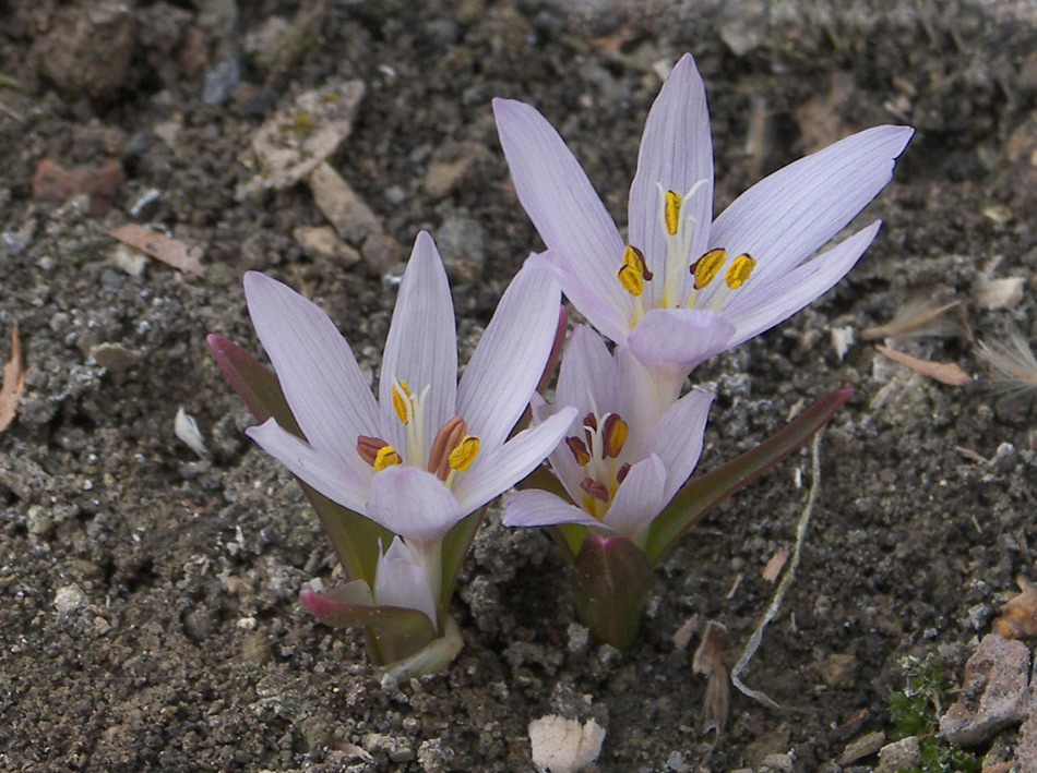 Изображение особи Colchicum munzurense.