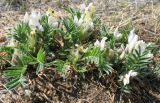 Oxytropis peschkovae