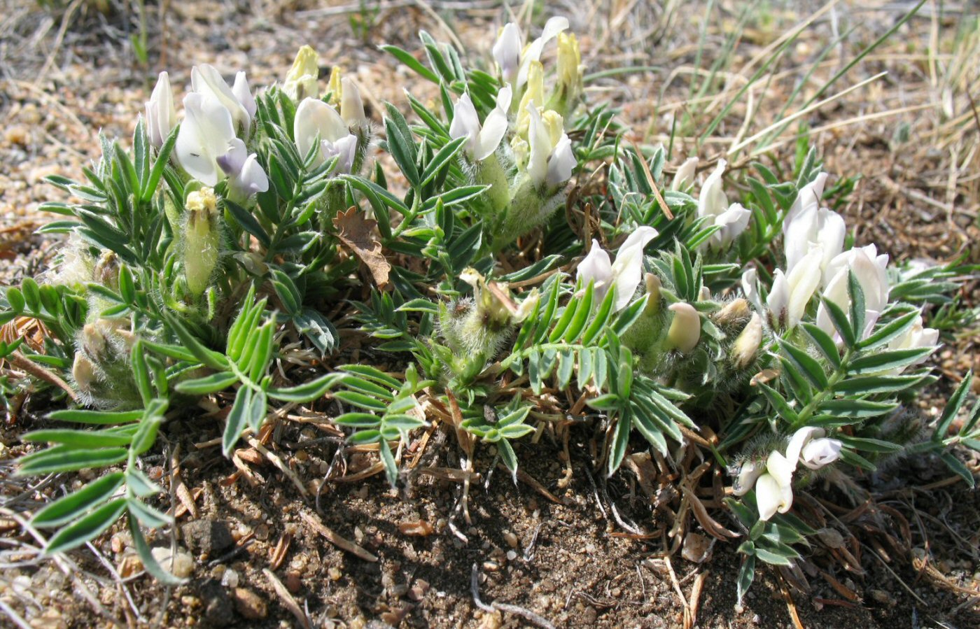 Image of Oxytropis peschkovae specimen.