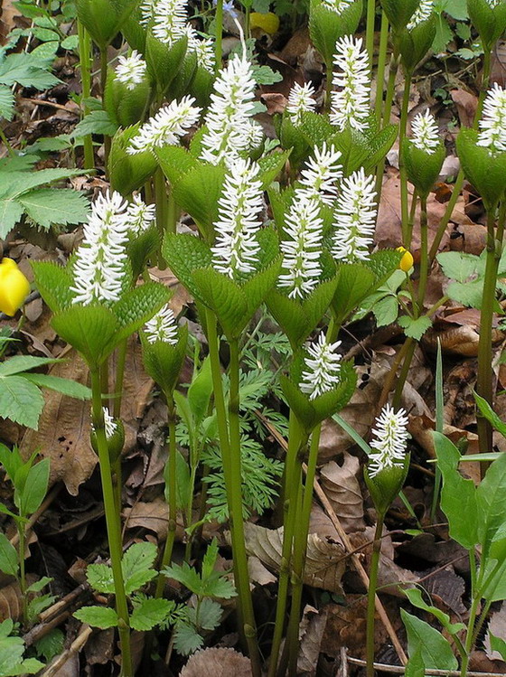 Image of Chloranthus quadrifolius specimen.