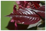 Malus × purpurea. Молодой лист. Республика Татарстан, г. Казань. 22.05.2009.