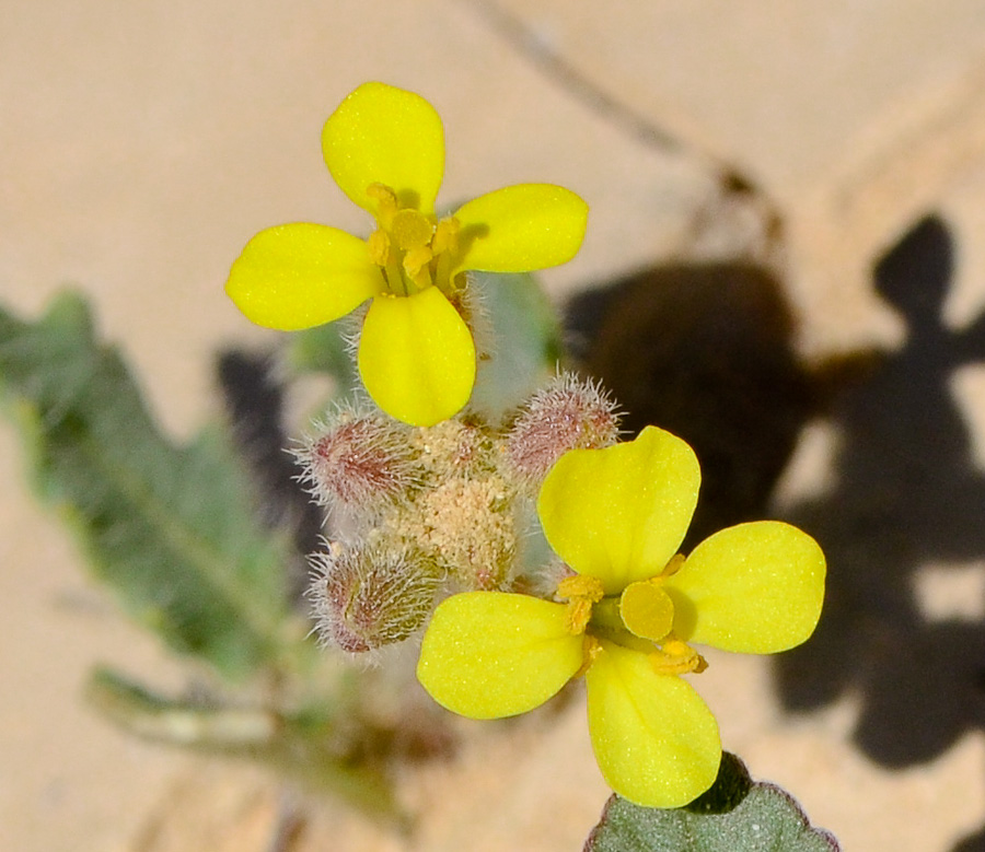 Image of Diplotaxis harra specimen.