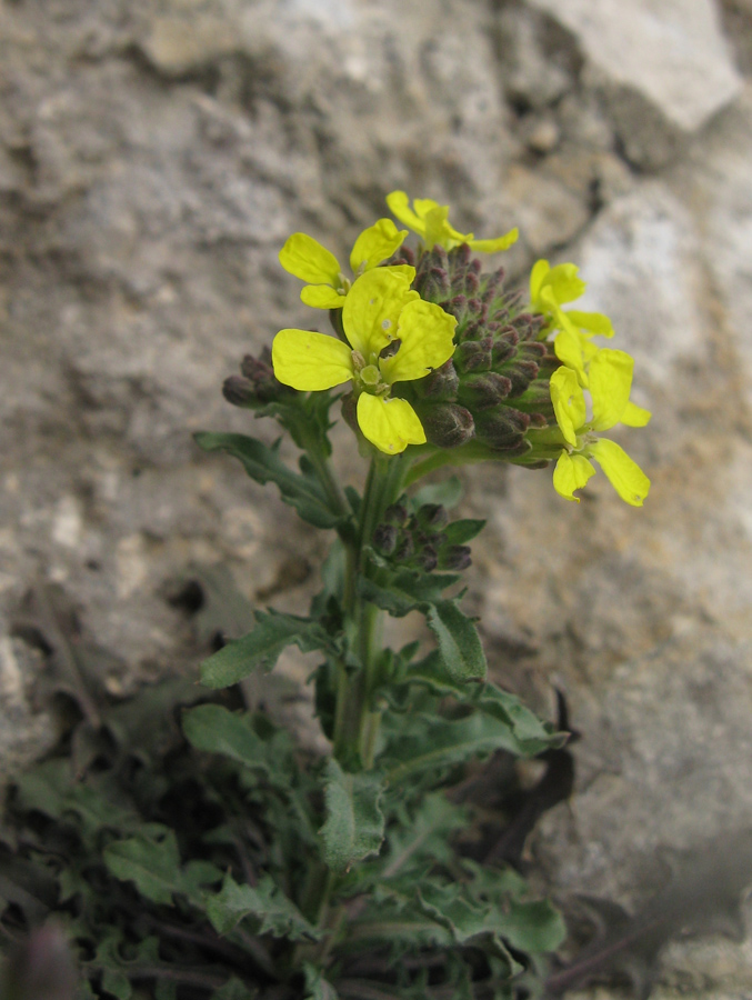 Image of Erysimum cuspidatum specimen.