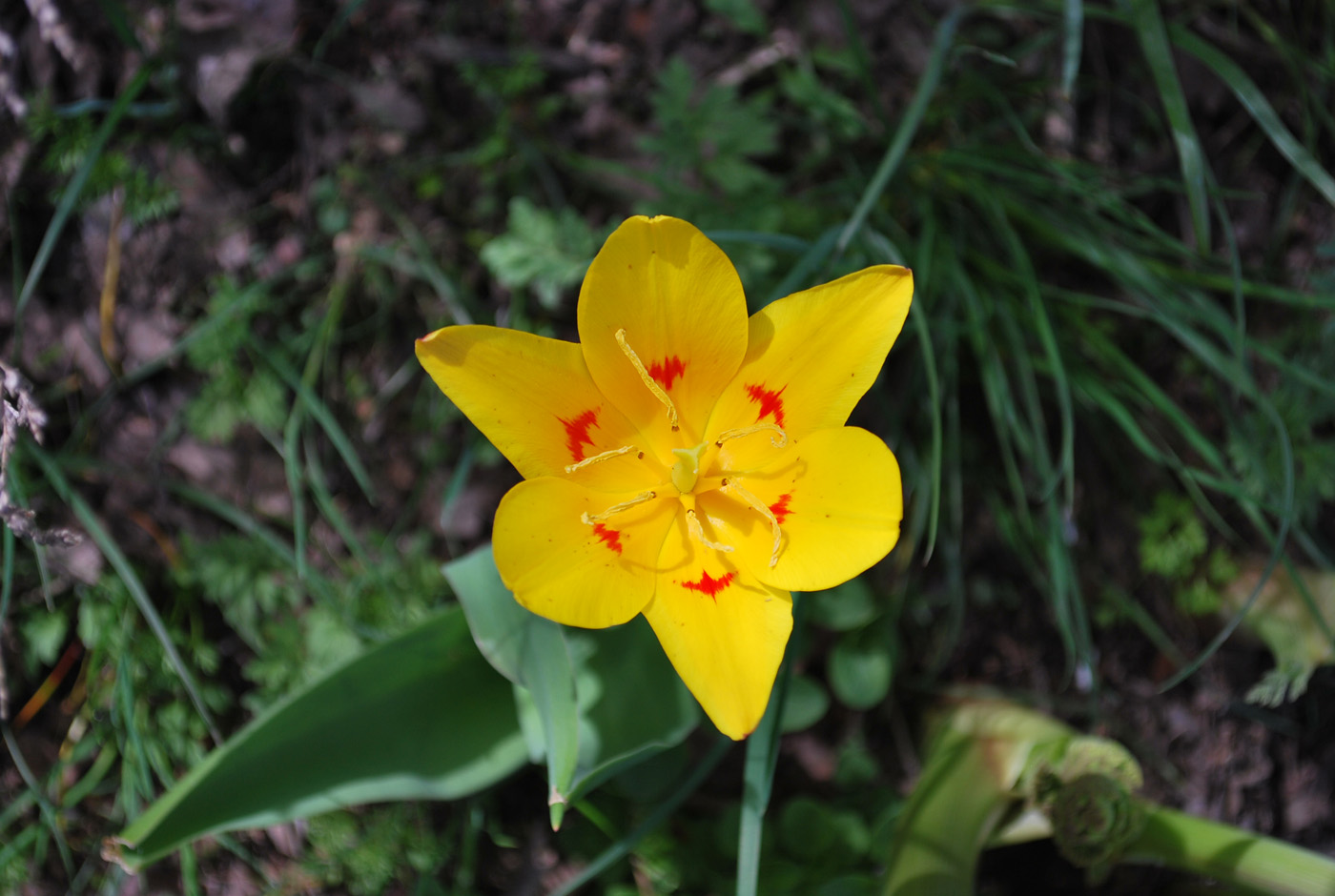 Изображение особи Tulipa tschimganica.