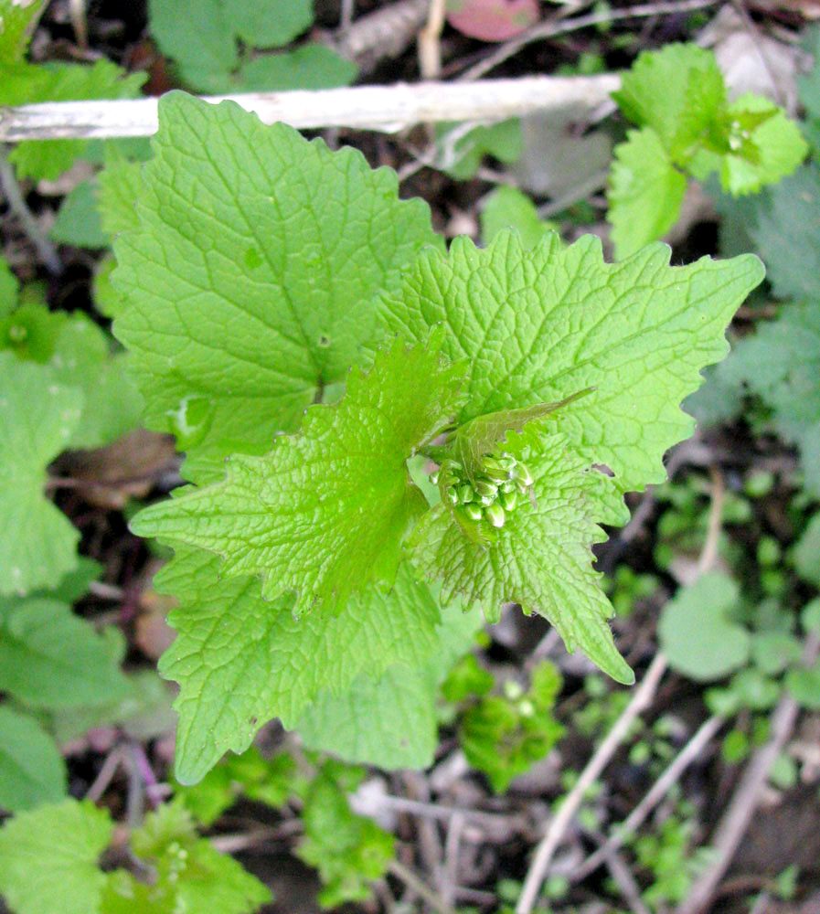 Image of Alliaria petiolata specimen.