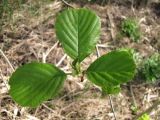 Alnus glutinosa. Верхушка побега с молодыми листьями. Тамбовская обл., Петровский р-н, окр. с. Покровское, пойма ручья. 10.05.2013.