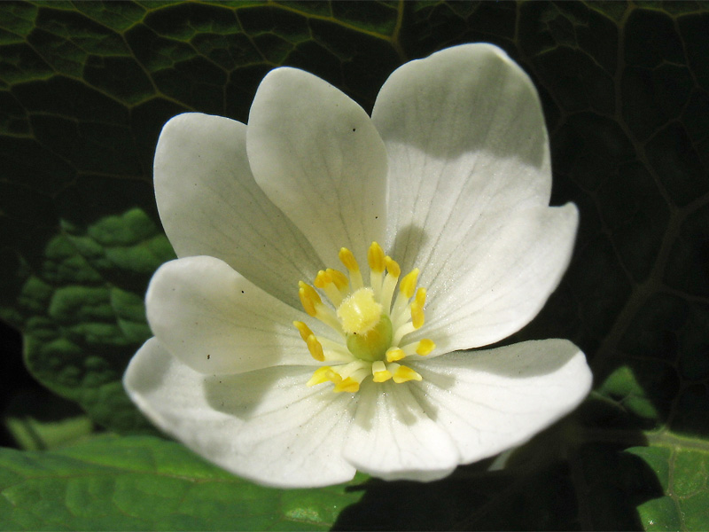 Изображение особи Sanguinaria canadensis.