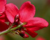 Jatropha integerrima