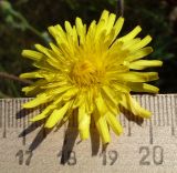 Crepis rhoeadifolia