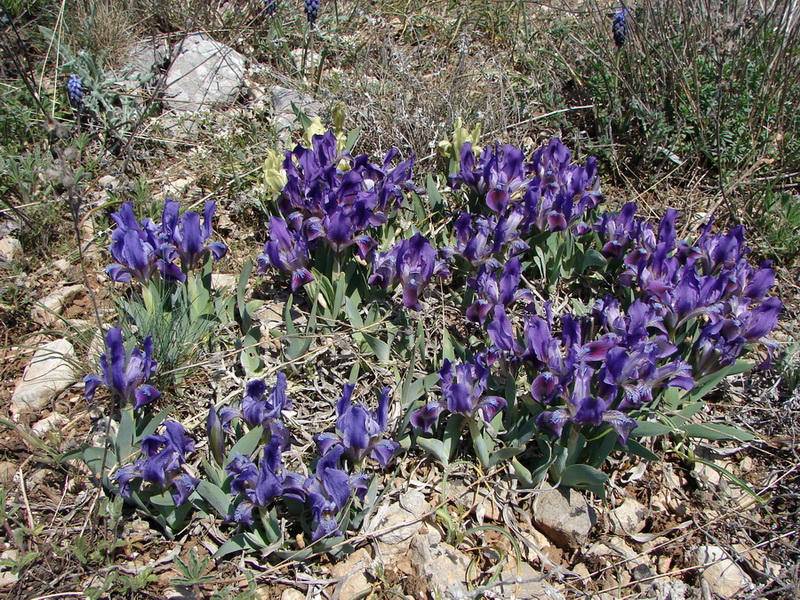 Image of Iris pumila specimen.