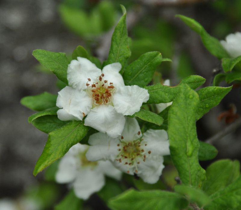 Image of Mespilus germanica specimen.