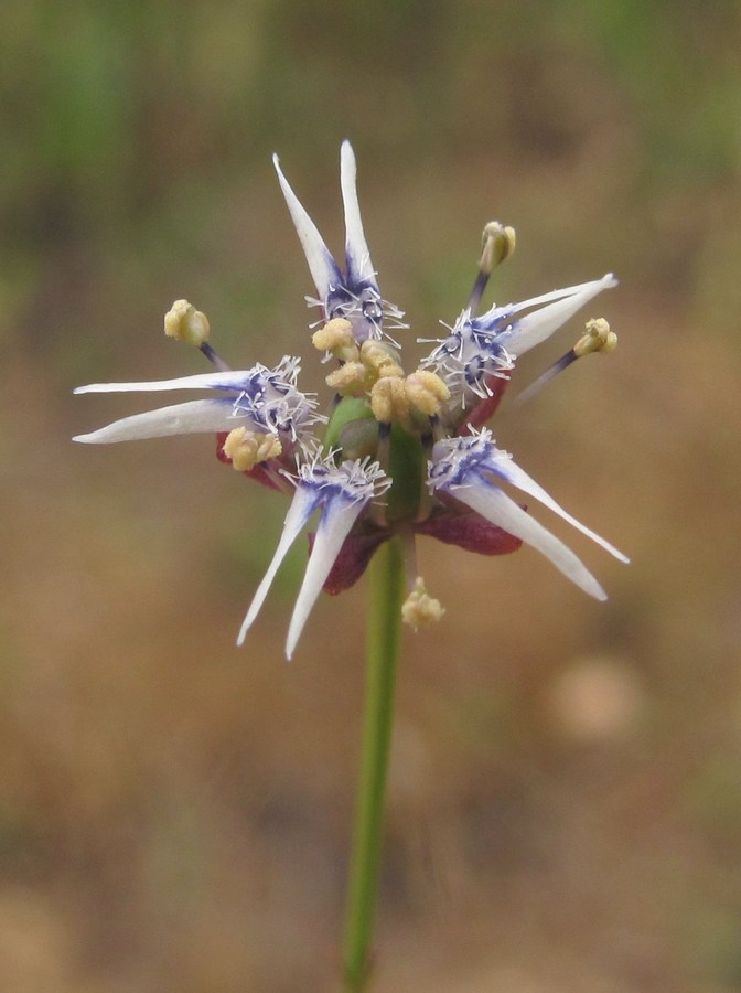 Image of Garidella nigellastrum specimen.