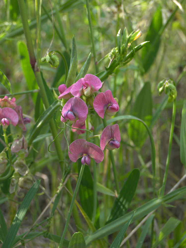 Изображение особи Lathyrus sylvestris.