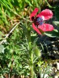 Papaver hybridum