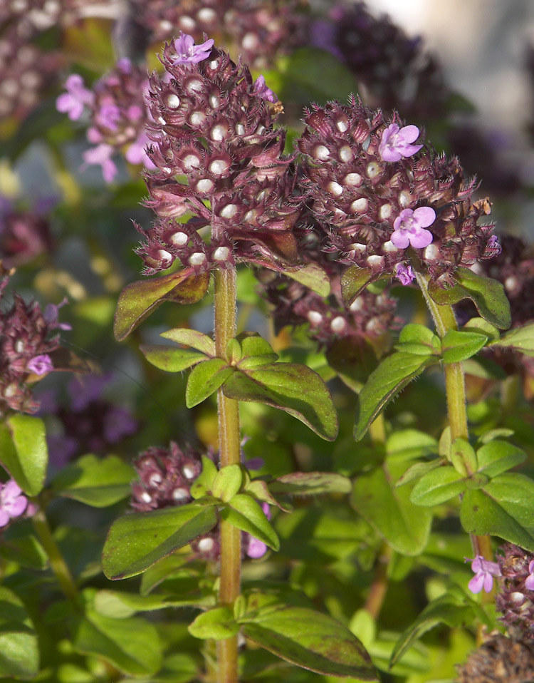 Изображение особи Thymus pseudopulegioides.