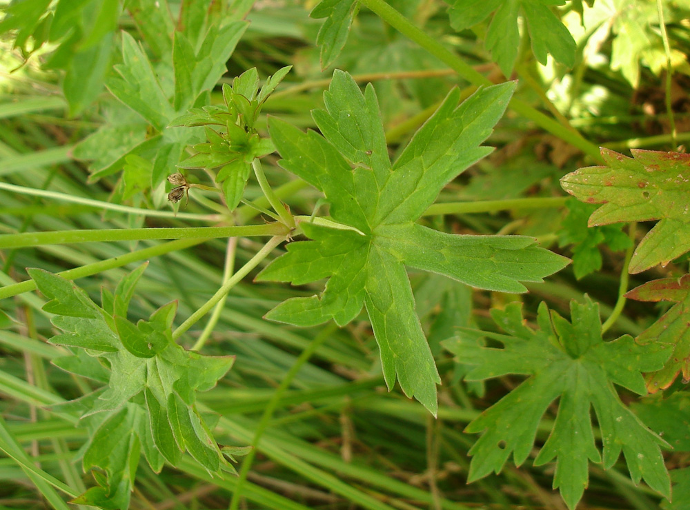 Image of Geranium collinum specimen.