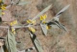 Phlomis bucharica