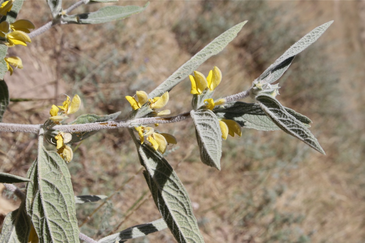 Image of Phlomis bucharica specimen.