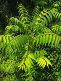 Ailanthus altissima. Верхушка побега. Краснодарский край, г. Геленджик, склон горы, опушка широколиственно-хвойного леса. 31.07.2013.