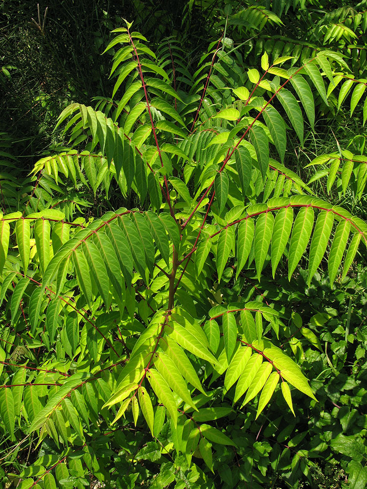 Изображение особи Ailanthus altissima.