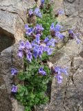 Dracocephalum oblongifolium