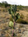 Teucrium chamaedrys. Побег. Краснодарский край, г. Новороссийск, ур. Широкая Балка, прибрежная гора, можжевеловое редколесье. 25.08.2013.