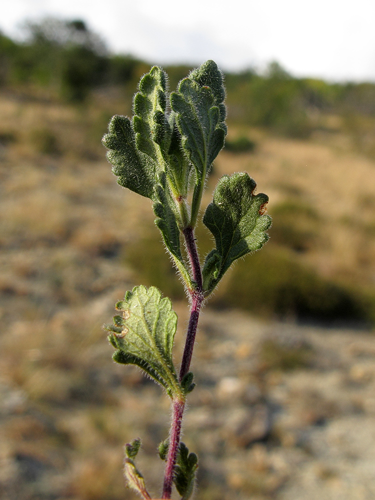 Изображение особи Teucrium chamaedrys.