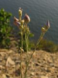 Linum tenuifolium. Верхушка побега с бутонами и завязавшимися плодами. Краснодарский край, м/о Анапа, окр. пос. Б. Утриш, фисташково-можжевеловое редколесье, у края обрывисто-осыпного берегового склона. 09.08.2013.