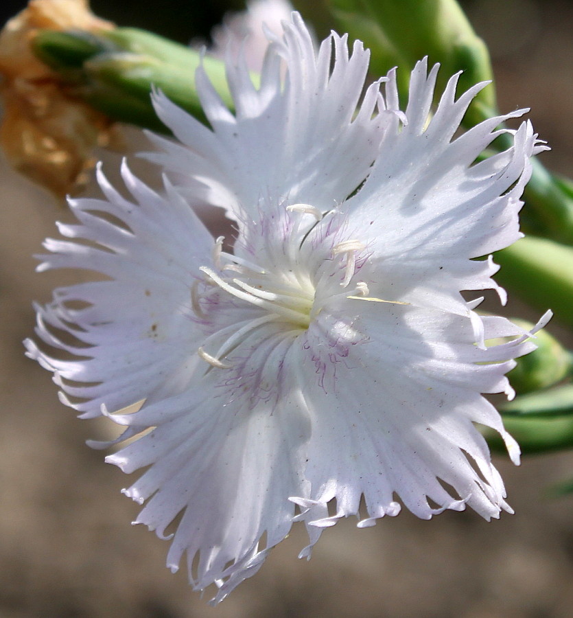 Image of Dianthus gratianopolitanus specimen.