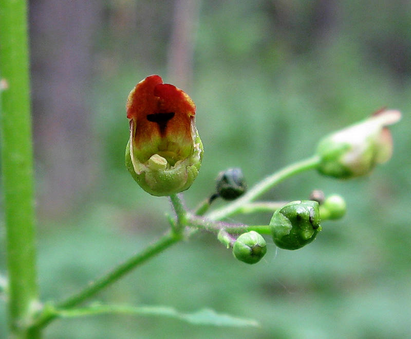 Изображение особи Scrophularia nodosa.