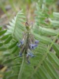 Oxytropis deflexa