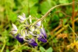 Aconitum volubile