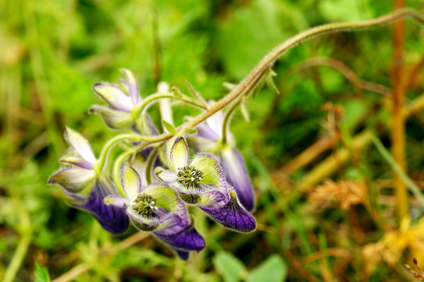 Image of Aconitum volubile specimen.