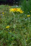 Inula britannica. Верхушка цветущего растения. Свердловская обл., окр. г. Североуральск, на берегу заводи. 21.07.2013.