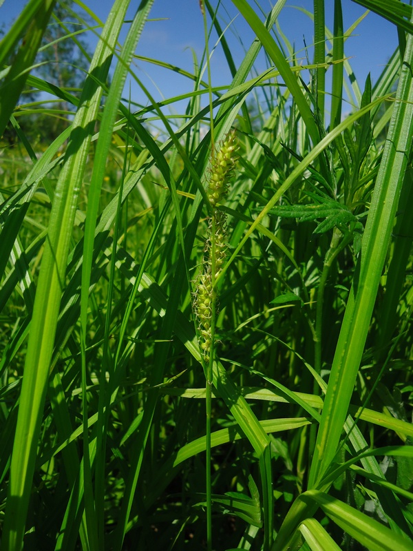 Изображение особи Carex vesicata.