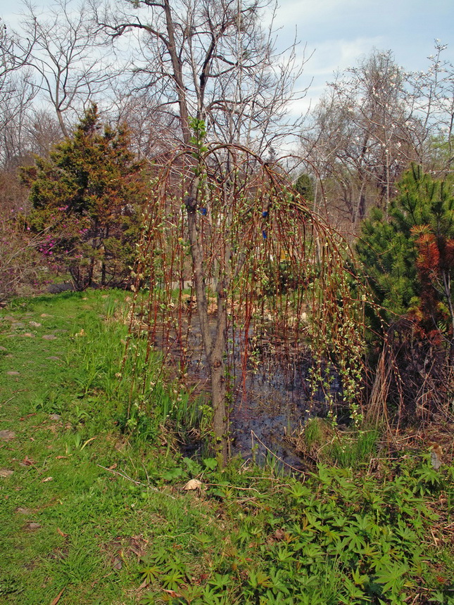 Image of Salix caprea specimen.