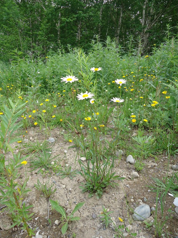 Изображение особи Leucanthemum vulgare.