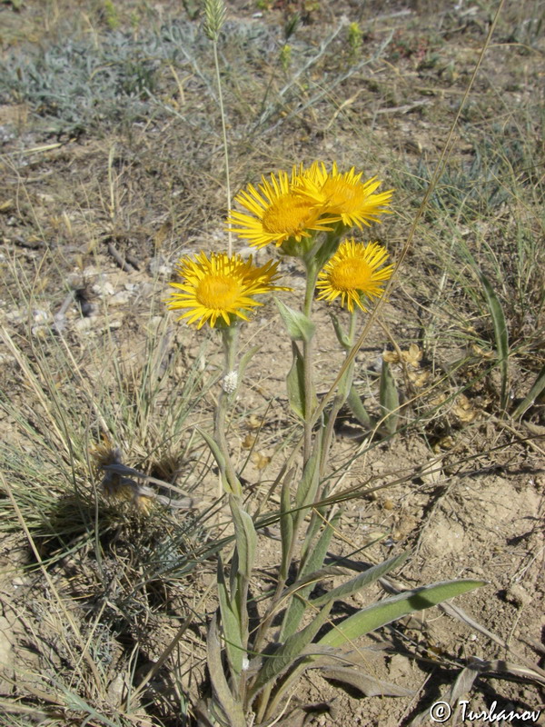 Изображение особи Inula oculus-christi.