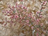 Anabasis articulata. Плодоносящее растение. Израиль, г. Беэр-Шева, рудеральное местообитание. 29.11.2013.